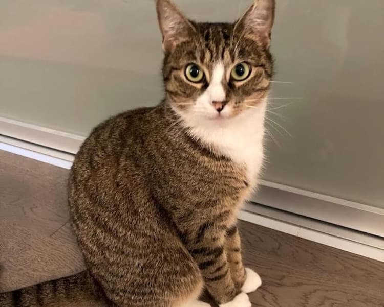 Katze aus Tschechien