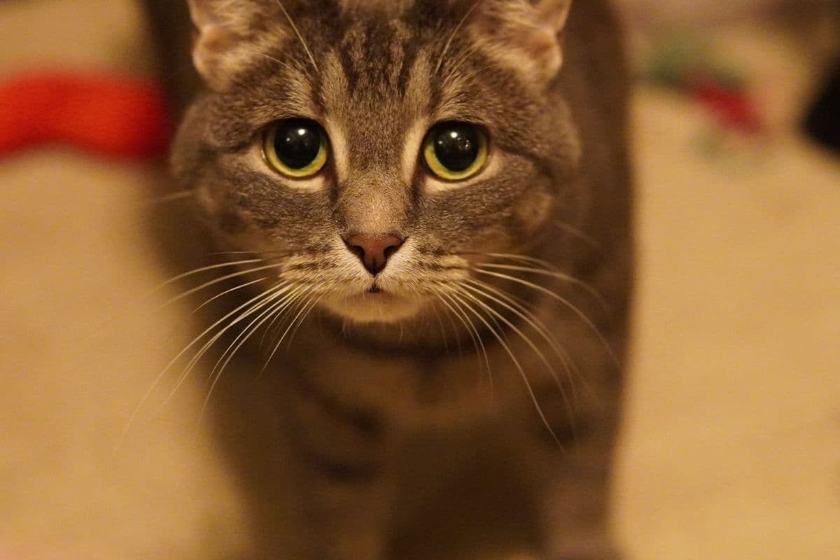 Otto