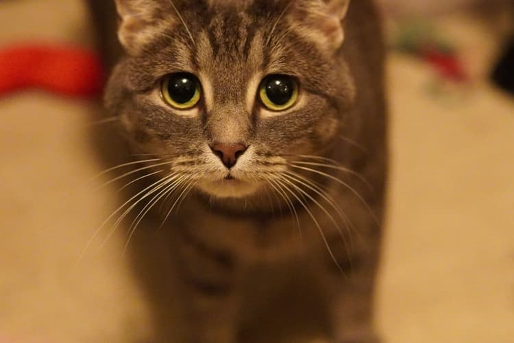 Katze aus Spanien
