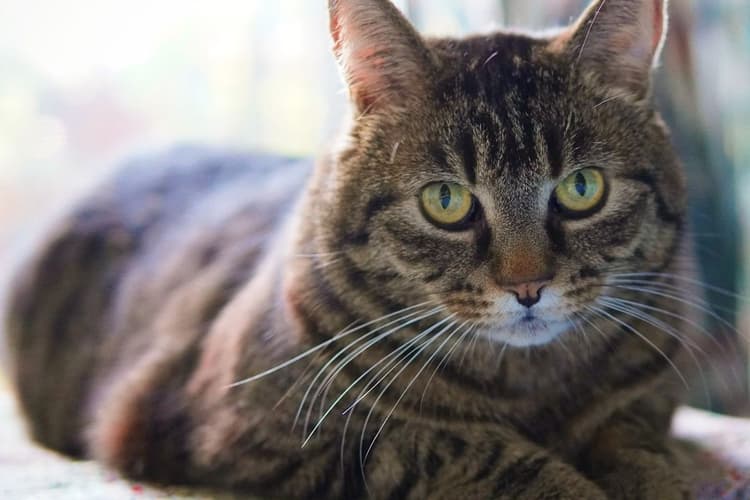 Katze aus der Slowakei